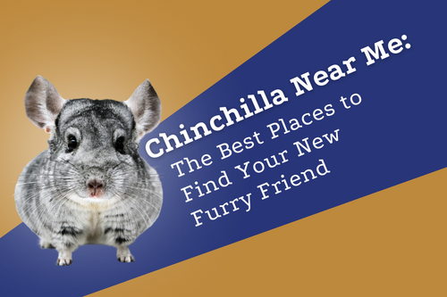 Chinchillas for sale 2025 near me cheap