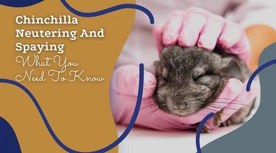 Chinchilla Neutering And Spaying - What You Need To Know