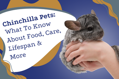 Chinchilla Pets: What To Know About Food, Care, Lifespan & More