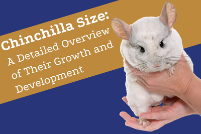 Chinchilla Size: A Detailed Overview of Their Growth and Development