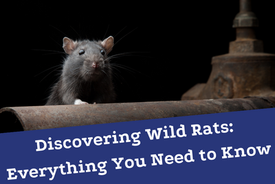 Discovering Wild Rats: Everything You Need to Know