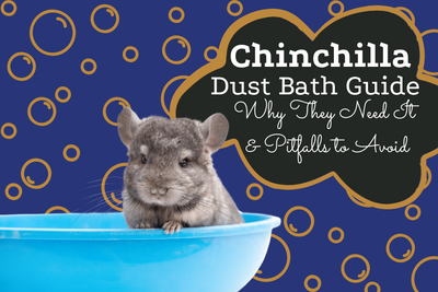Chinchilla Dust Bath Guide – Why They Need It & Pitfalls to Avoid