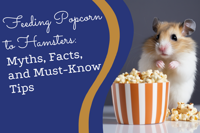 Feeding Popcorn to Hamsters: Myths, Facts, and Must-Know Tips