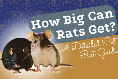 How Big Can Rats Get? A Detailed Pet Rat Guide