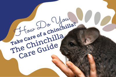 How do You Take Care of a Chinchilla? The Chinchilla Care Guide