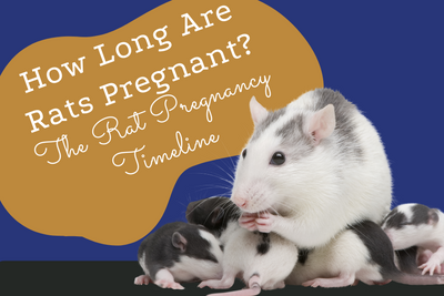 How Long Are Rats Pregnant? The Rat Pregnancy Timeline