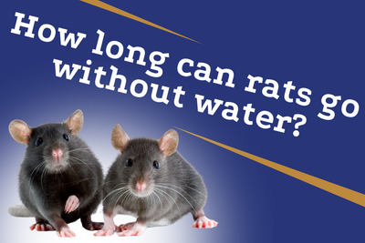 How Long Can Rats Go Without Water