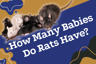 How Many Babies Do Rats Have? Monthly, Yearly, & More