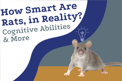 How Smart Are Rats, in Reality? Cognitive Abilities & More