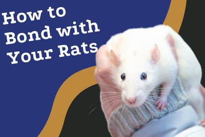 How to Bond with Your Rats: Expert Tips and Tricks