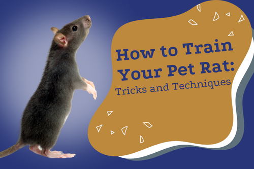 Rat new arrivals clicker training