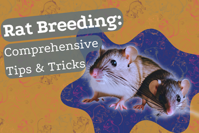 Rat Breeding: Comprehensive Expert Tips & Tricks
