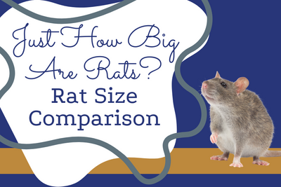 Just How Big Are Rats? Rat Size Comparison
