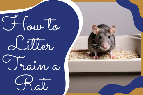 Potty training rats online
