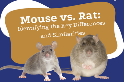 Mouse vs. Rat: Identifying the Key Differences and Similarities