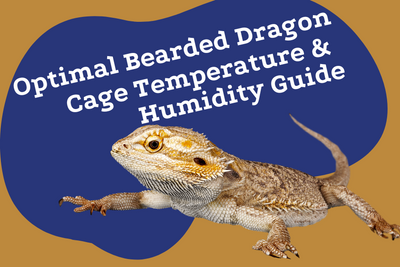 Optimal Bearded Dragon Cage Temperature & Humidity Guide