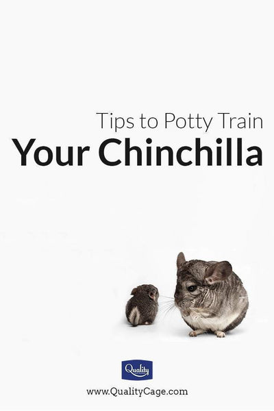 Tips to Potty Train Your Chinchilla