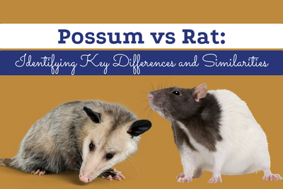 Possum vs Rat: Identifying Key Differences and Similarities