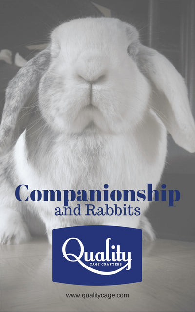 Companionship and Rabbits