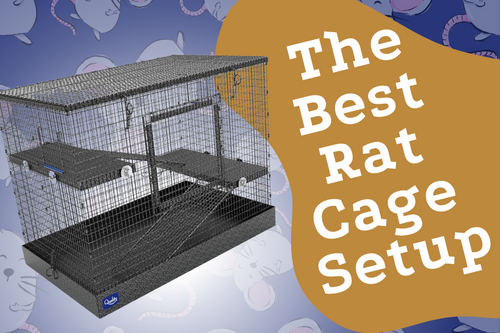 Rat Cage Setup: The Ultimate Guide to Creating the Best Home