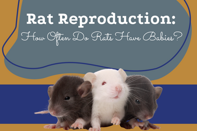 Rat Reproduction: How Often Do Rats Have Babies?