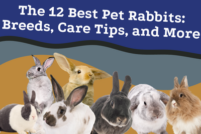 The 12 Best Pet Rabbits: Breeds, Care Tips, and More