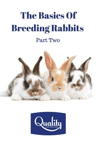 The Basics of Breeding Rabbits – Part Two