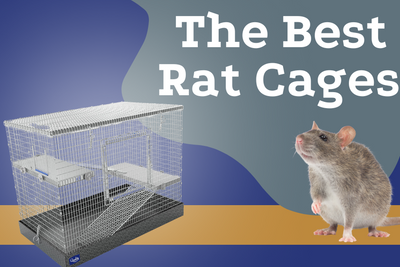 The Best Rat Cages for Your Furry Friends