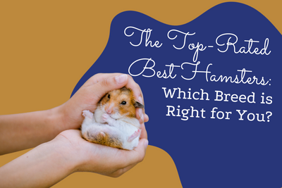 The Top-Rated Best Hamsters: Which Breed is Right for You?