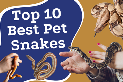 Top 10 Best Pet Snakes: A Comprehensive Guide for Beginners