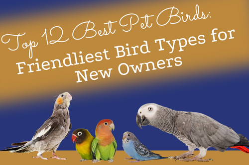 Top 12 Best Pet Birds Friendliest Bird Types for New Owners