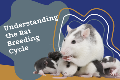 Understanding the Rat Breeding Cycle: Key Insights
