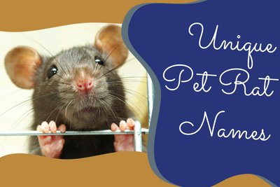 Unique Pet Rat Names: The Best Curated List to Choose From!