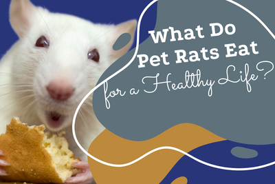 What Do Pet Rats Eat for a Healthy Life? Pet Rat Nutrition