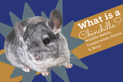 What Is a Chinchilla? Wildlife Habits, Conservation Status, & More
