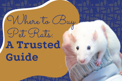 Where to Buy Pet Rats: A Trusted Guide