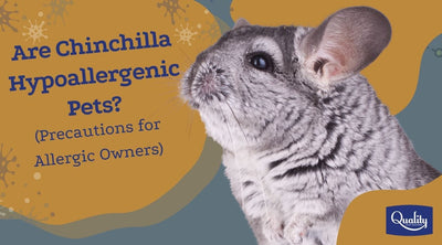 Are Chinchilla Hypoallergenic Pets? (Precautions for Allergic Owners) 