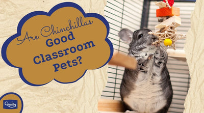 Are Chinchillas Good Classroom Pets? Will they Thrive in a Classroom?