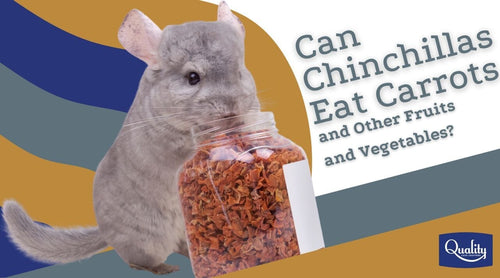 Can Chinchillas Eat Carrots and Other Fruits and Vegetables?