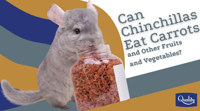 Can Chinchillas Eat Carrots and Other Fruits and Vegetables?