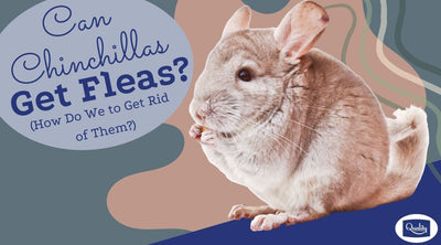 Can Chinchillas Get Fleas? (How Do We to Get Rid of Them?)