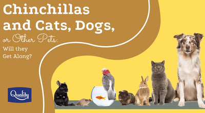 Chinchillas and Cats, Dogs, or Other Pets: Will they Get Along?