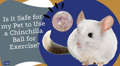 Is it Safe for my Pet to Use a Chinchilla Ball for Exercise?