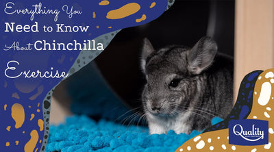 Everything You Need to Know About Chinchilla Exercise