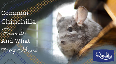 Common Chinchilla Sounds and What They Mean