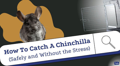 How To Catch A Chinchilla (Safely and Without the Stress)