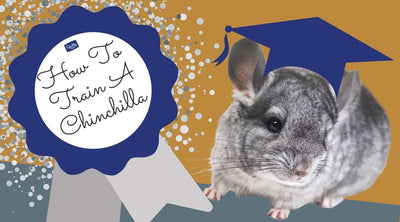 How To Train A Chinchilla (The fun and safe way for you and your pet)