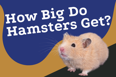 Size and Growth Chart: How Big Do Hamsters Get?