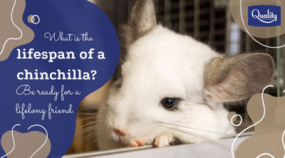 What is the lifespan of a chinchilla? Be ready for a lifelong friend.