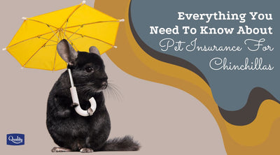 Everything You Need To Know About Pet Insurance For Chinchillas